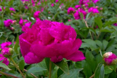 雨中儿童公园芍药花