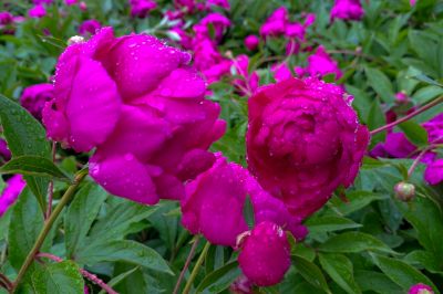 雨中儿童公园芍药花