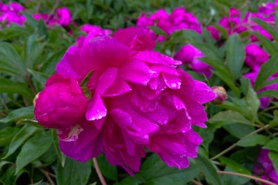 雨中儿童公园芍药花