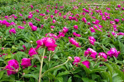 雨中儿童公园芍药花