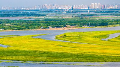 大亮子湿地