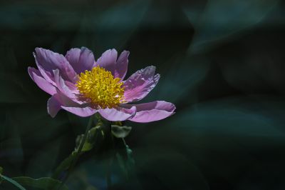 风光花卉