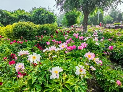 黑龙江省森林植物园