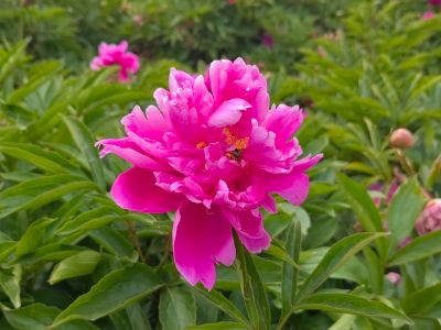 黑龙江省森林植物园