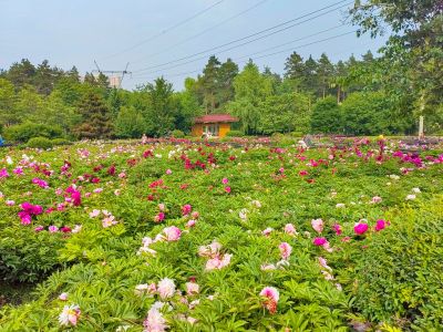 黑龙江省森林植物园