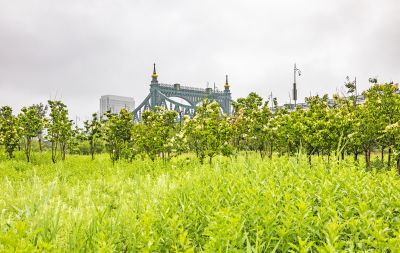 雨中外滩湿地