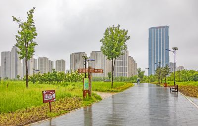 雨中外滩湿地