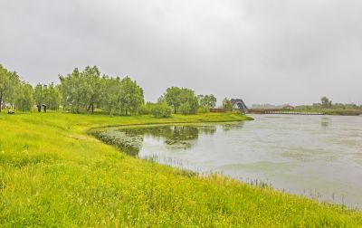 雨中外滩湿地