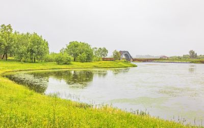 雨中外滩湿地