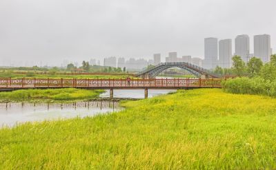 雨中外滩湿地