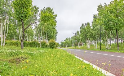 雨中外滩湿地