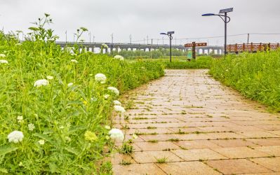 雨中外滩湿地