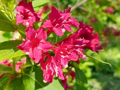 兆麟公园锦带花
