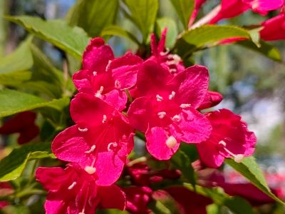 兆麟公园锦带花