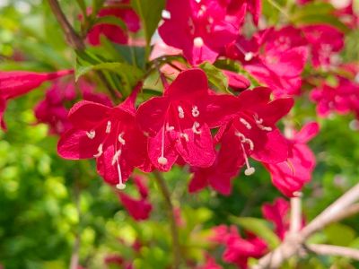 兆麟公园锦带花
