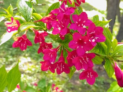 兆麟公园锦带花