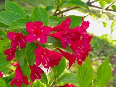兆麟公园锦带花