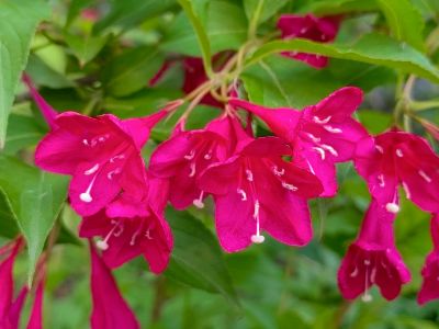 兆麟公园锦带花