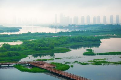 薄雾中的阳明滩湿地
