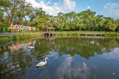 太阳岛天鹅湖