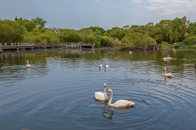 太阳岛天鹅湖