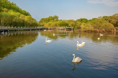 太阳岛天鹅湖
