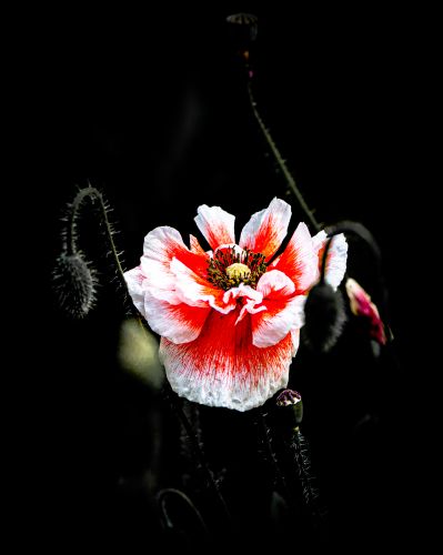 微距摄影花朵