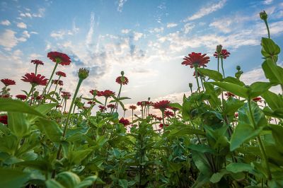 大剧院江畔花田风景1