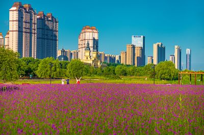 外滩湿地马鞭草花海