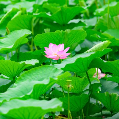 雨阳公园夏日荷花