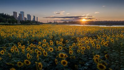 夕阳下江畔向日葵花海