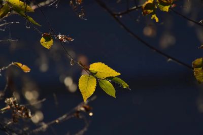 景色