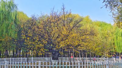 景色
