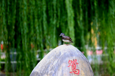 动物
