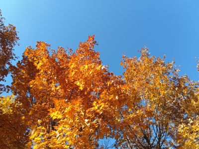 景色