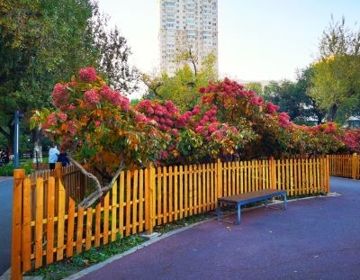 景色