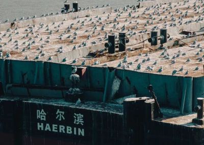 动物