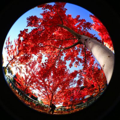 景色