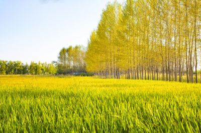 景色