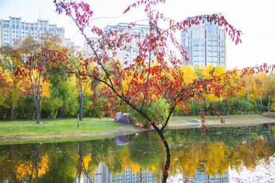 景色
