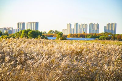 景色