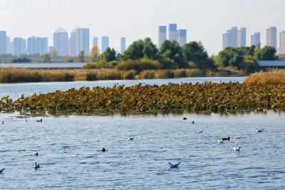 景色