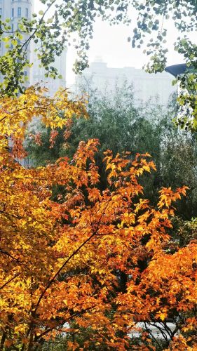 景色