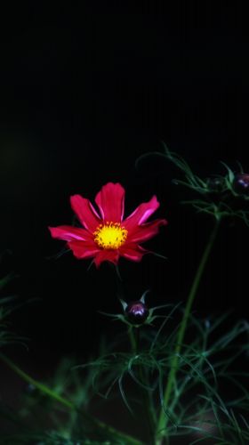 景色