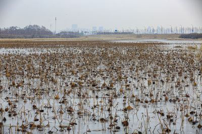 松北湿地美景