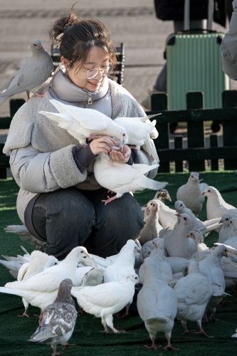 索菲亚教堂广场游客与广场鸽子