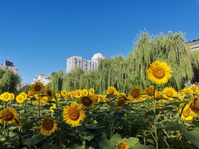 城市