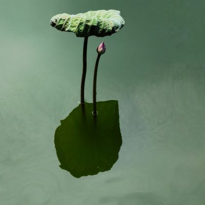 动植物