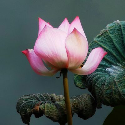 动植物