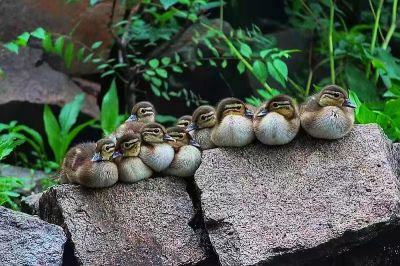 动植物